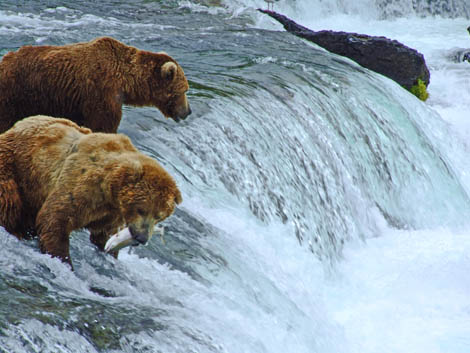 Grizzlies in Katmai National Park