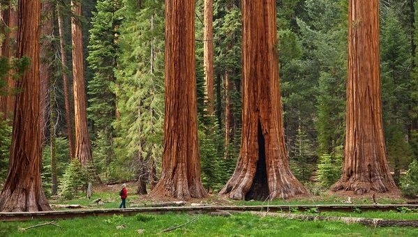 Sequoia Kings Canyon